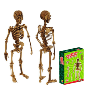 ESQUELETO HUMANO QUEBRA-CABEÇA 3D